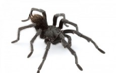 Tarantula