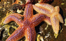 'Asterias rubens' And 'Psammechinus miliaris' - Starfish Species  