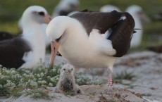 Wisdom's Mate and Her Chick