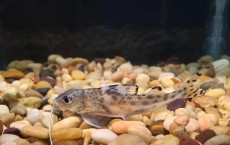 Pictus Catfish