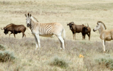 'Rau quagga' Zebra Subspecies 