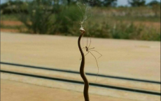 Brown Snake Hangs From A Web