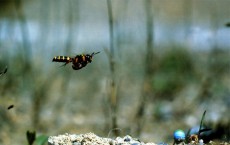 Ground-Nesting Wasp