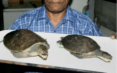 Turtle Species