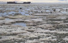 Coral Bleaching