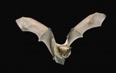 Bat Flight