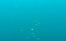 Schooling Pelagic Larvae