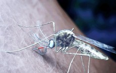 Malaria Mosquito