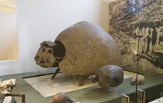 Glyptodont