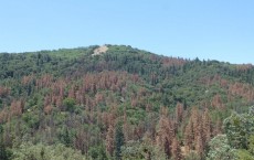 Drought-Induced Forest Dieback