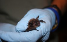 Brown Bat