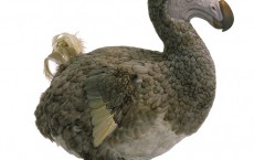 Dodo Bird