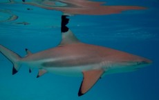 Reef Shark