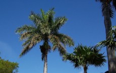 Palms