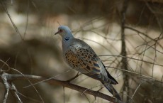 Turtle Dove