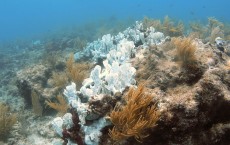 Coral Bleaching