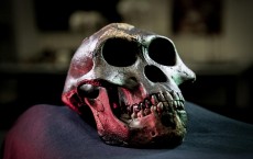 Cast of the Skull of Australopith, Lucy