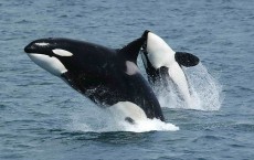 Endangered‐Killer‐Whales