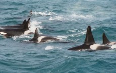 Noise Pollution Pose Serious Problem to Endangered Orcas