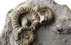 Marcasite-Coated Ammonites