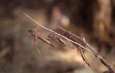 A Swarm Of Locusts