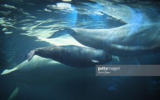 Baby Beluga Whale Welcomed At Chicago's Shedd Aquarium