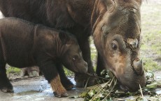 Cincinnatti Zoo?s Baby Sumatran Rhino Makes First Public Appearance