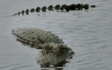 Alligator