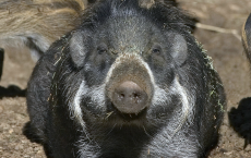 Visayan Warty Pig