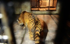 Tigers are Functionally Extinct in Cambodia