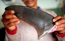 Indonesia's Controversial Shark Fin Trade