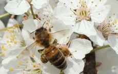 Beekeepers Report Higher Loss Rates In Bee Populations