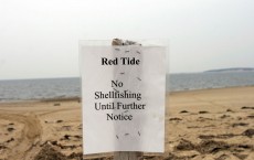 Red Tide Puts Strain On Clam Industry In Cape Cod