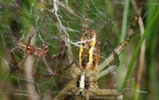 Orb Web Spider