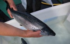 8 Species of Wild Fish Have Been Detected in Aquaculture Feed