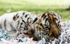 New Born Bengal Tiger Cubs At Bali Zoo