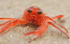 Arrival Of Pelagic Crabs May Indicate El Nino Event