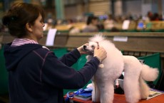 Fourth And Final Day Of Crufts 2015