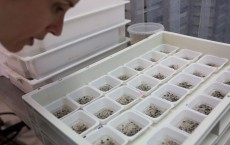 Sao Paulo Lab Produces Genetically-Modified Mosquitoes To Combat Zika Virus