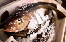 Cod's Back On The Menu At The Peterhead Fish Market