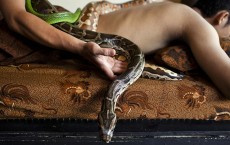 Reticulated pythons are the world's longest snakes and longest reptiles, but are not the most heavily built