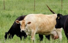Early Origin of Cattle Farming in China Uncovered by Researchers