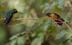 Hummingbirds of Costa Rica