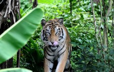 Indonesian Man Best Friends With 28 Stone Bengal Tiger