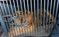 Woman Jumps Tiger Barrier To Recover Hat