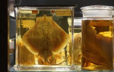 A Spectacle of Specimens Highlights Natural History Museum Collections