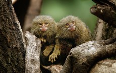 New Rainforest exhibit Home To World's Smallest Monkeys