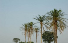 Oil palms