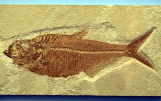 Reprint of a fossilized fish 