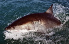 Cage Diving With Great White Sharks in South Africa